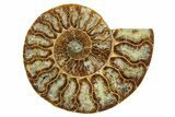 Cut & Polished Crystal-Filled Ammonite Fossil - Madagascar #354154-1